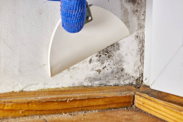 Best Mold-Related Health Consultation  in Carrollton, KY