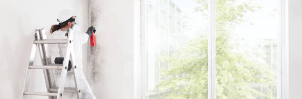 Trusted Carrollton, KY Mold Removal Experts