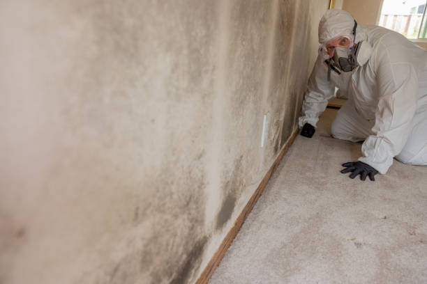 Biohazard Mold Removal in Carrollton, KY
